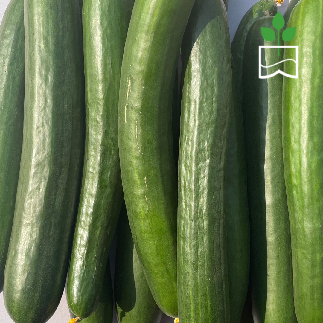 Japanese Cucumber – Nehemiah Superfood